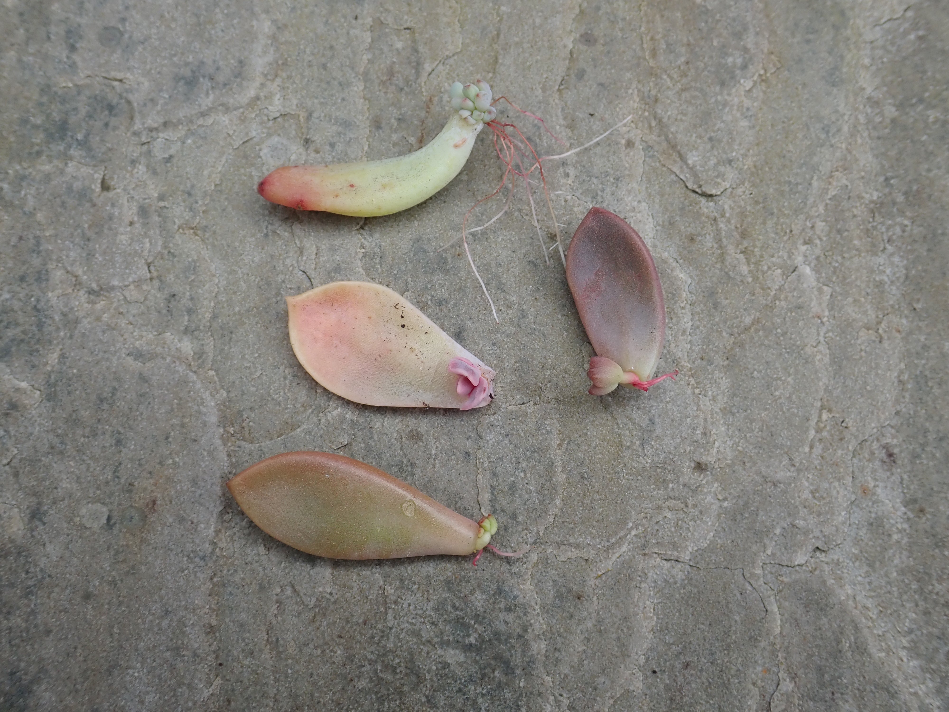 8 x Unrooted Succulent Leaves: Echeveria/ sedum/ graptopetalum/ crassula