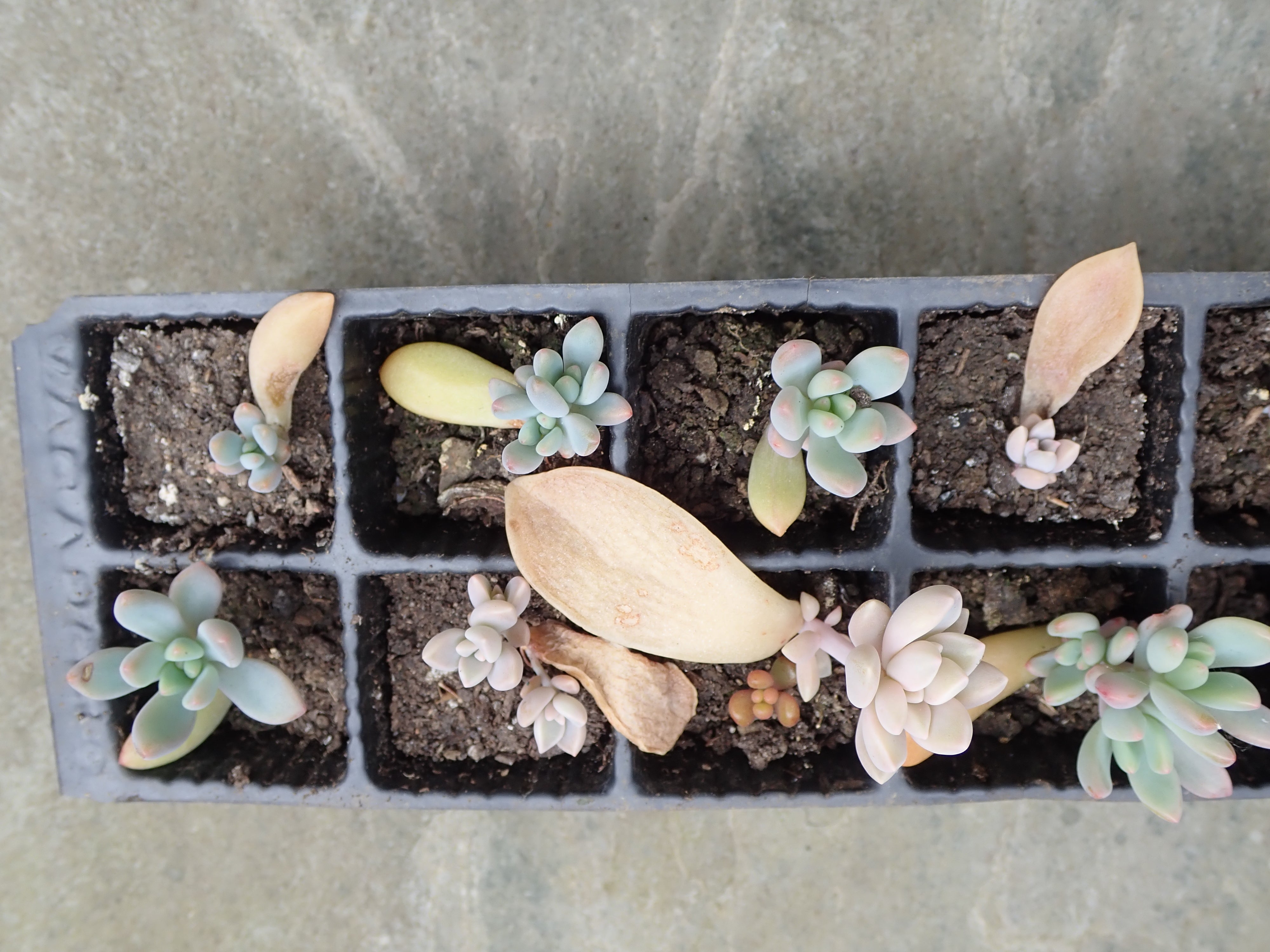 8 x Unrooted Succulent Leaves: Echeveria/ sedum/ graptopetalum/ crassula