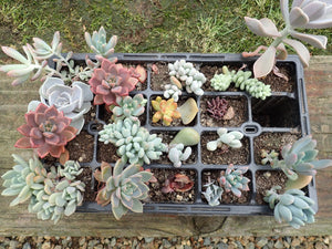 8 x Unrooted Succulent Leaves: Echeveria/ sedum/ graptopetalum/ crassula