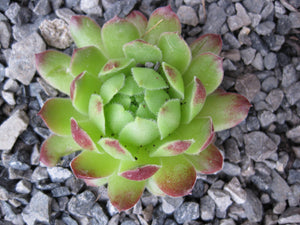 5 x Assorted Variety Sempervivum hardy plants for terrariums fairy gardens