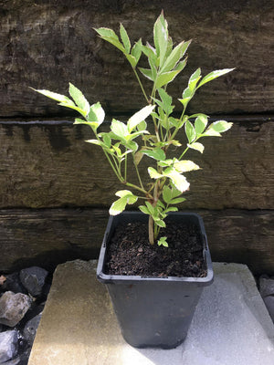 1 x Variegated Elder 'Sambucus Nigra' established 20 cm tall plant