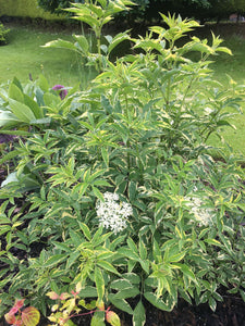 1 x Variegated Elder 'Sambucus Nigra' established 20 cm tall plant
