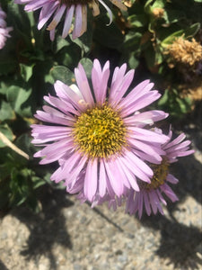 4 x Erigeron Glaucus 'Sea Breeze Mauve' bare root perennial seedlings