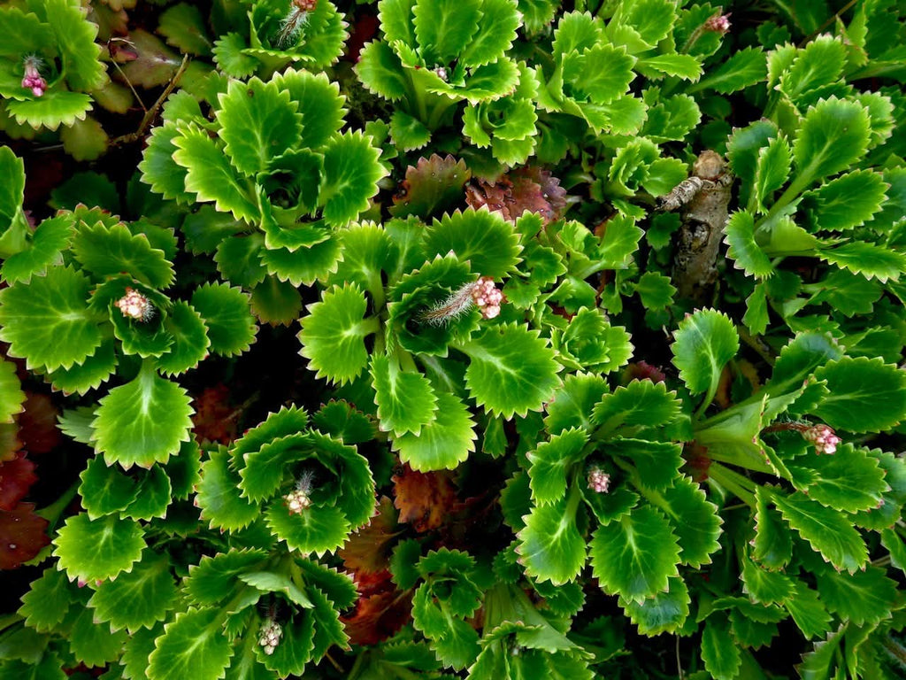 6 x St. Patrick's Cabbage (Saxifraga spathularis) bare root offsets