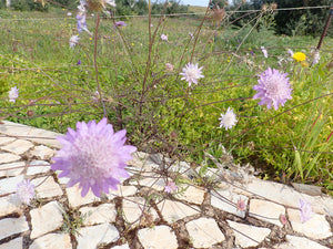 50 x Wild Field Scabious (Knautia arvensis) hardy perennial wildflower seeds