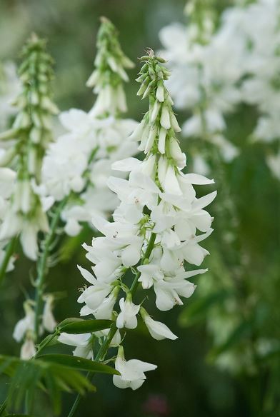 25 x Galega officinalis 'Alba' - White Goat's Rue Hardy perennial seeds