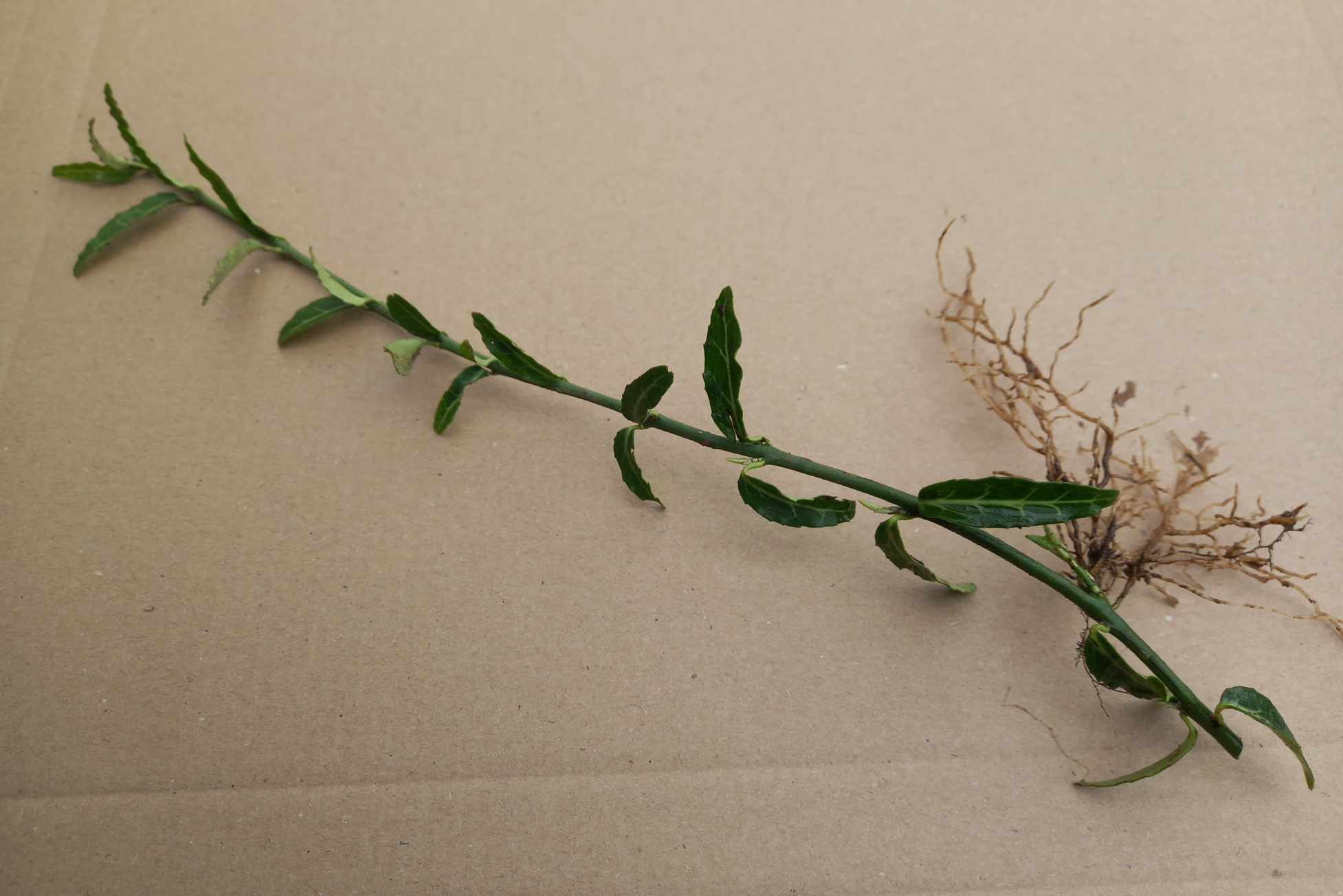 3 x Wolong Ghost (Euonymus fortunei) bare root offsets