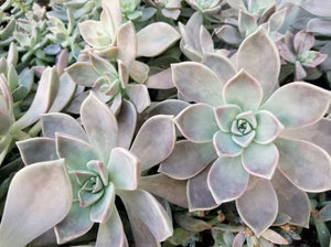 8 x Graptopetalum paraguayense, 'Ghost Plant' unrooted leaves