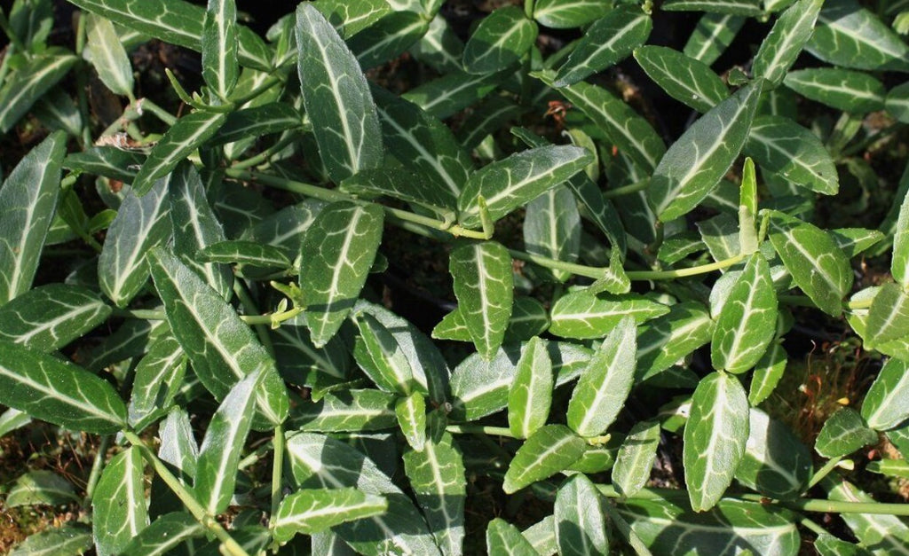 3 x Wolong Ghost (Euonymus fortunei) bare root offsets