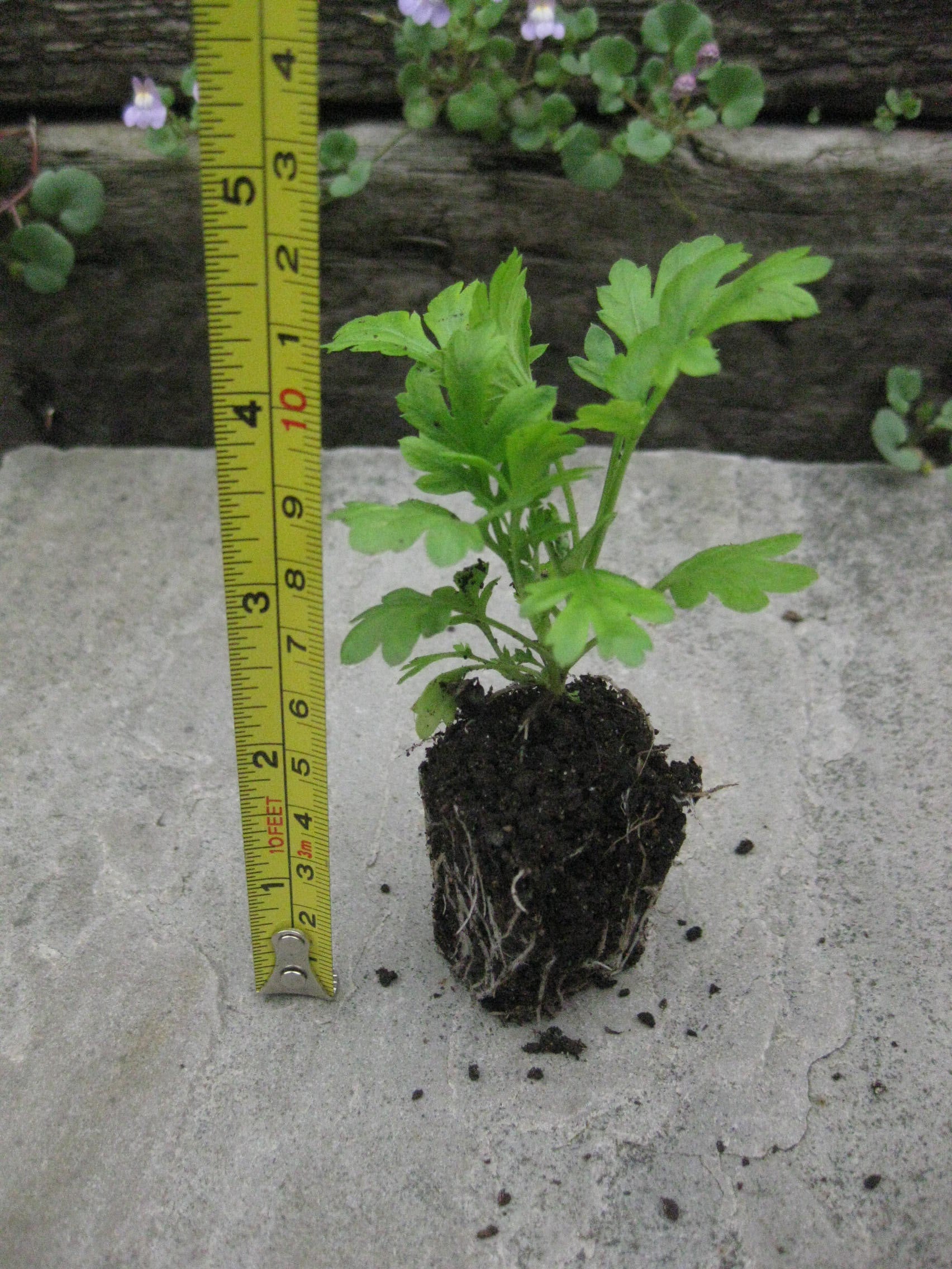 3 x Feverfew (Tanacetum parthenium) medicinal perennial wildflower XL plug plants