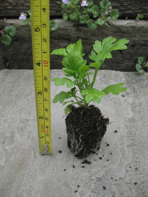 3 x Feverfew (Tanacetum parthenium) medicinal perennial wildflower XL plug plants
