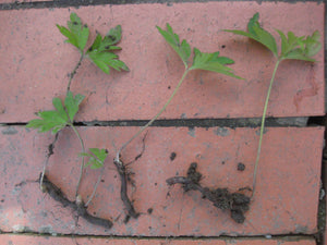 10 x Wild Wood Anemone Nemorosa rhizomes, UK Native