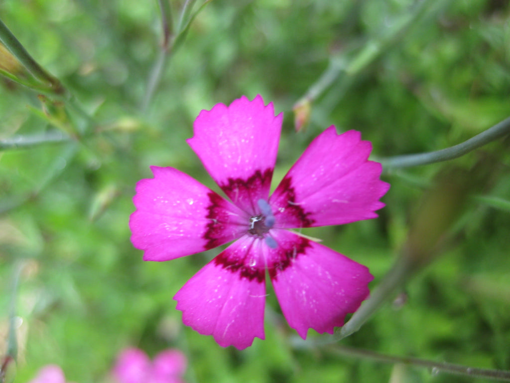 50 x Dianthus Deltoides 'Maiden's Pink' evergreen hardy perennial plant seeds