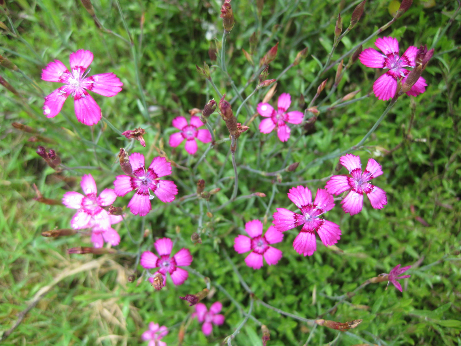 50 x Dianthus Deltoides 'Maiden's Pink' evergreen hardy perennial plant seeds