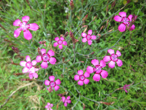 50 x Dianthus Deltoides 'Maiden's Pink' evergreen hardy perennial plant seeds