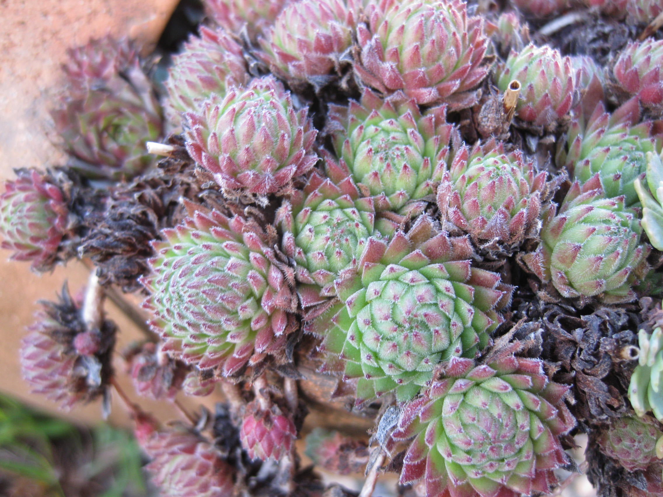 5 x Assorted Variety Sempervivum hardy plants for terrariums fairy gardens