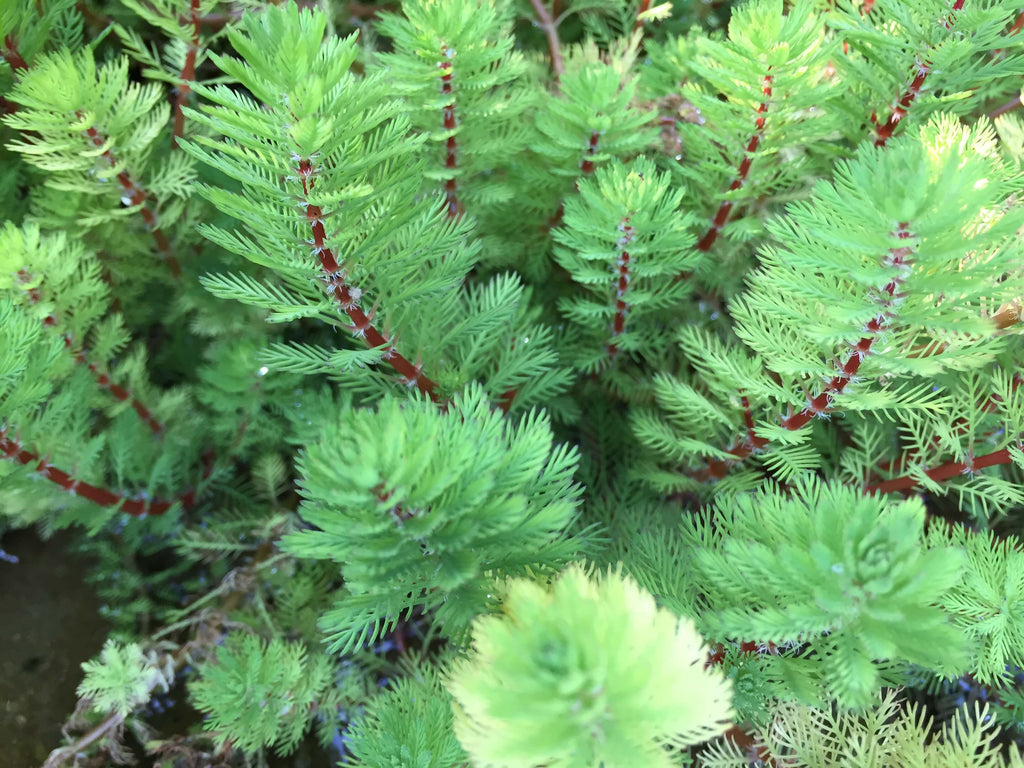 10 x Red Stemmed Parrot's Feather (Myriophyllum rubricaule) weighted oxygenating weed