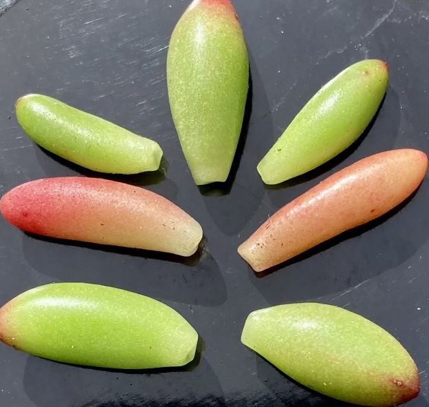 25 x Red & Green Jellybean succulent plant (Sedum rubrotinctum) unrooted leaves