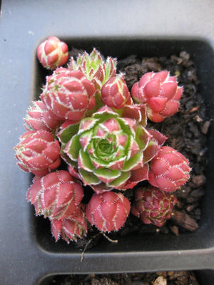 5 x Assorted Variety Sempervivum hardy plants for terrariums fairy gardens