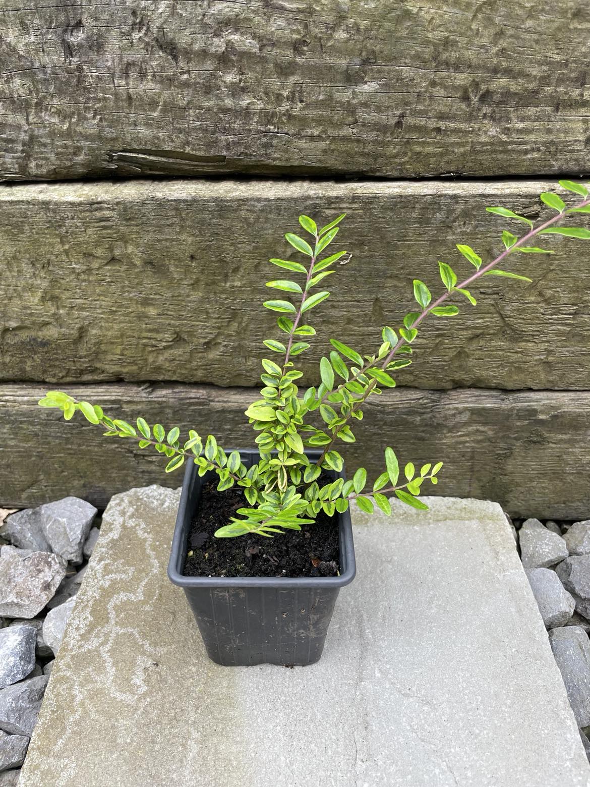 4 x Lonicera Nitida 'Lemon Beauty' Hedging (Box Honeysuckle Tree) bare root plants