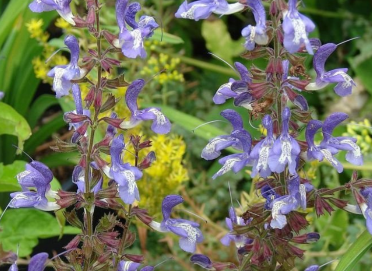 3 x Salvia forskaohlei 'Indigo Woodland Sage' hardy perennial plants