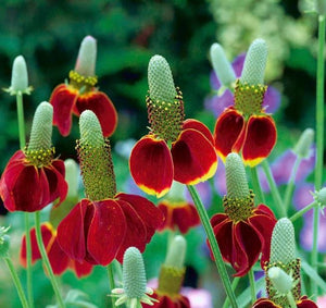 3 x Ratibida ' Red Midget' established Mexican Hat perennial plug plants