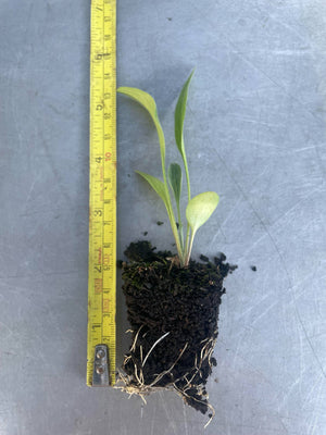 3 x Ratibida ' Red Midget' established Mexican Hat perennial plug plants