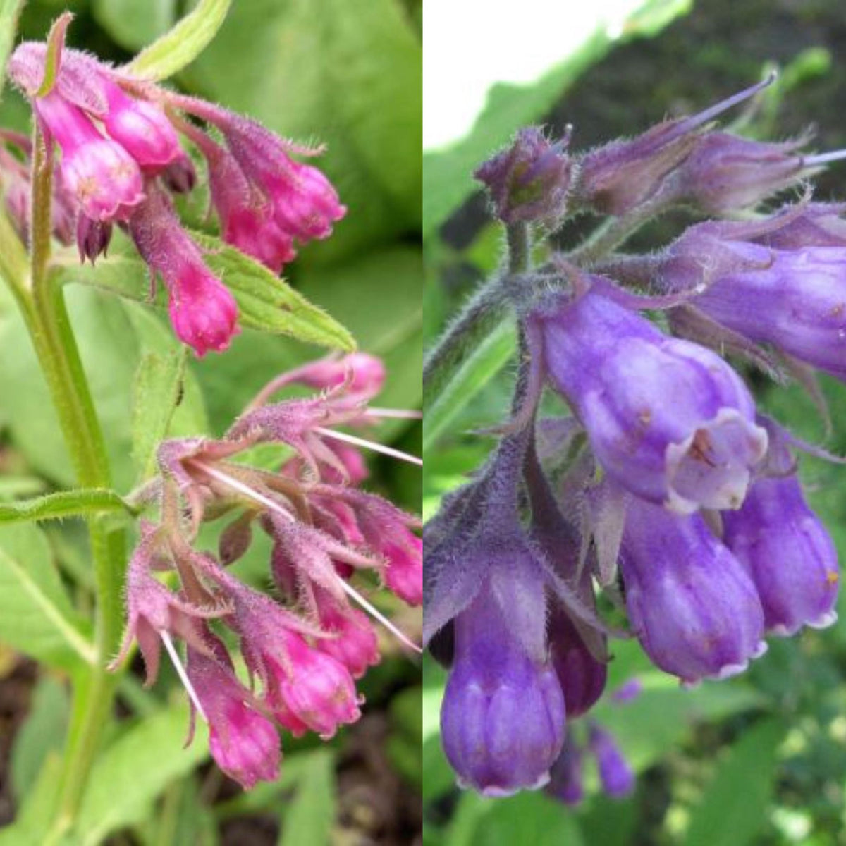 25 x Mixed Pink & Purple Comfrey 'Symphytum officinale' hardy medicina ...