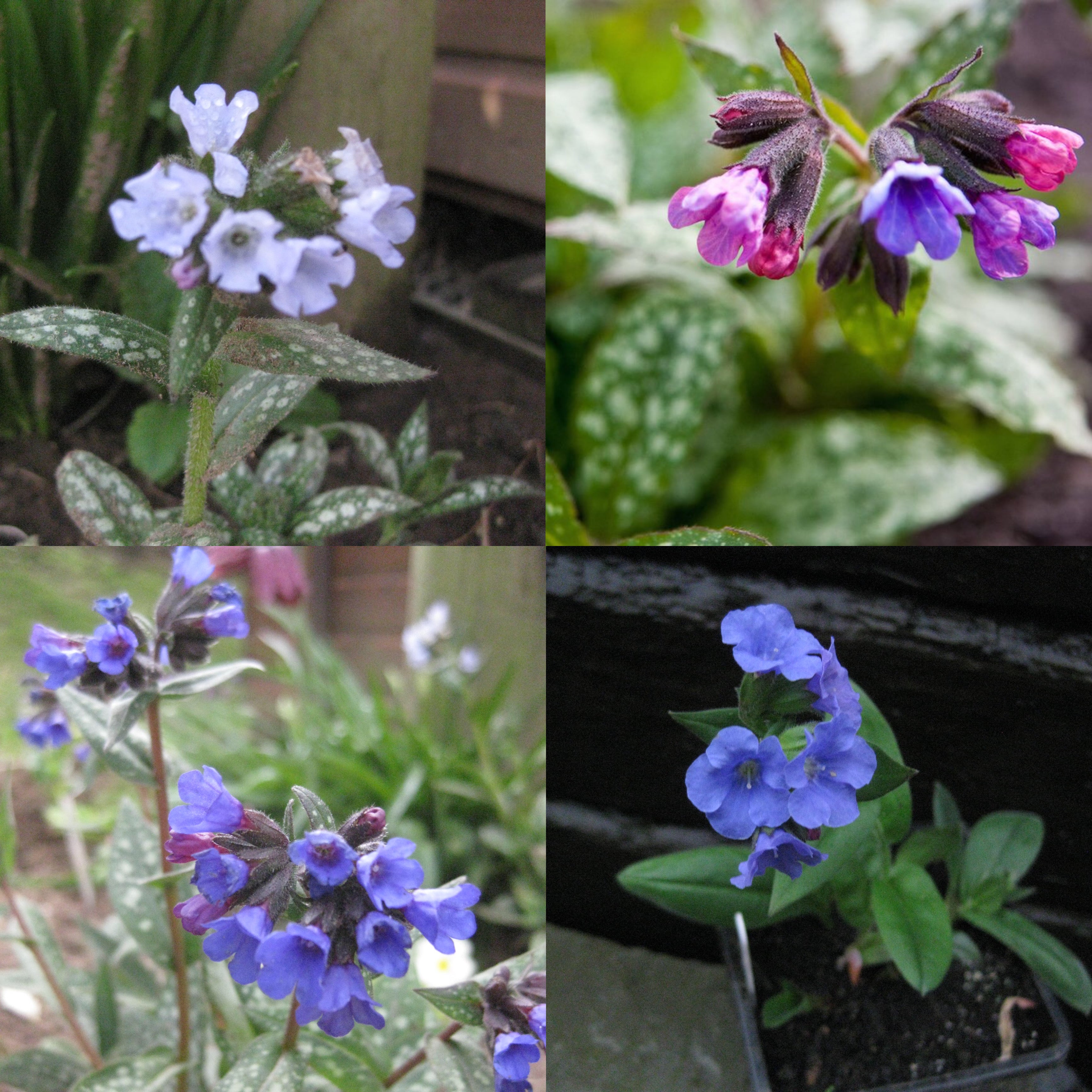 2 x Lungwort (Pulmonaria) BARE ROOT established Spring flowering plants
