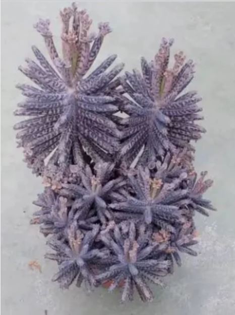 RARE: 20 x Mother Of Millions tiny plantlets offsets (Kalanchoe Tubiflora)