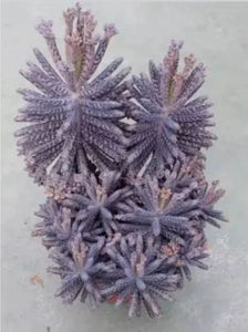 RARE: 20 x Mother Of Millions tiny plantlets offsets (Kalanchoe Tubiflora)