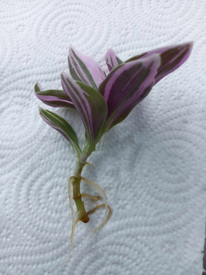 Rooted Nanouk albiflora 'Moses in the Basket' pink varigated houseplant cutting