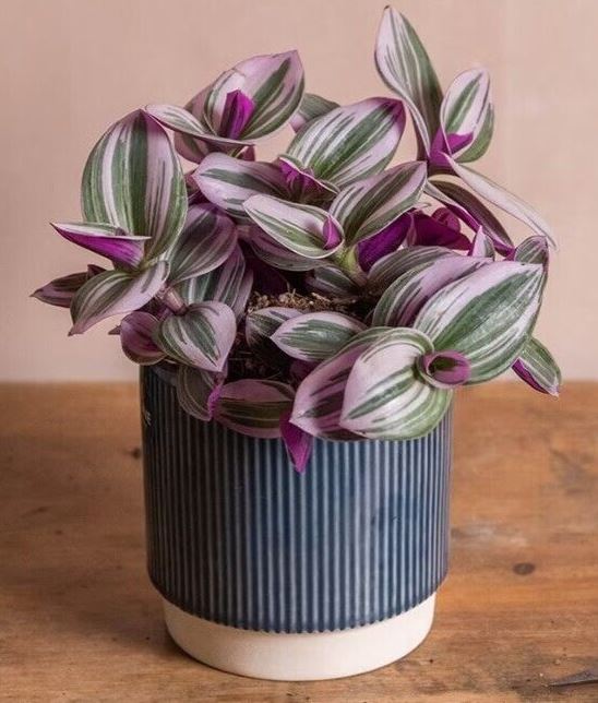 Rooted Nanouk albiflora 'Moses in the Basket' pink varigated houseplant cutting