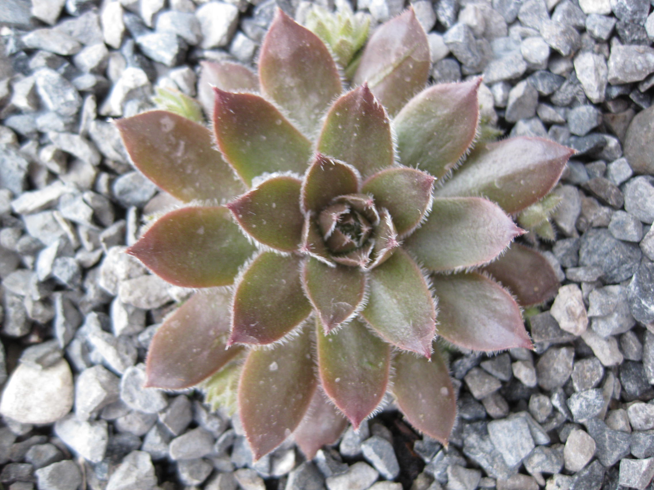 5 x Assorted Variety Sempervivum hardy plants for terrariums fairy gardens