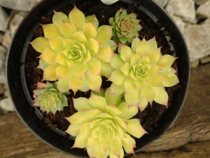 1 x 'Gold Nugget' beautiful succulent sempervivium hardy plant Hens & Chicks