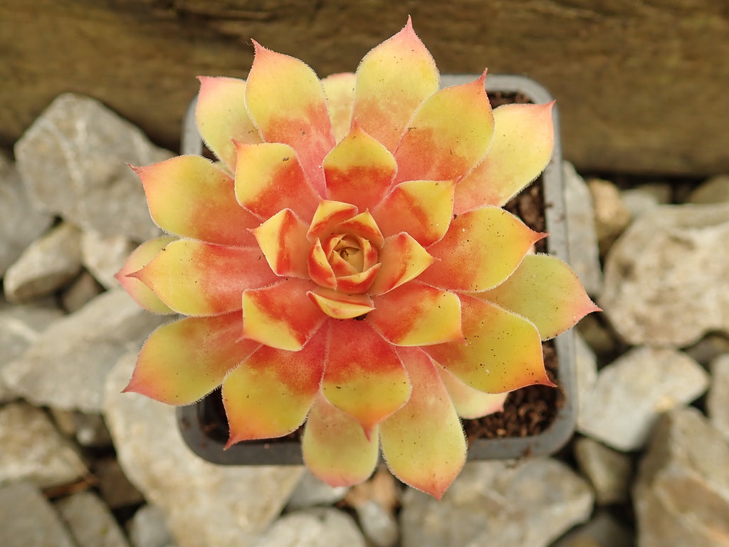 1 x 'Gold Nugget' beautiful succulent sempervivium hardy plant Hens & Chicks