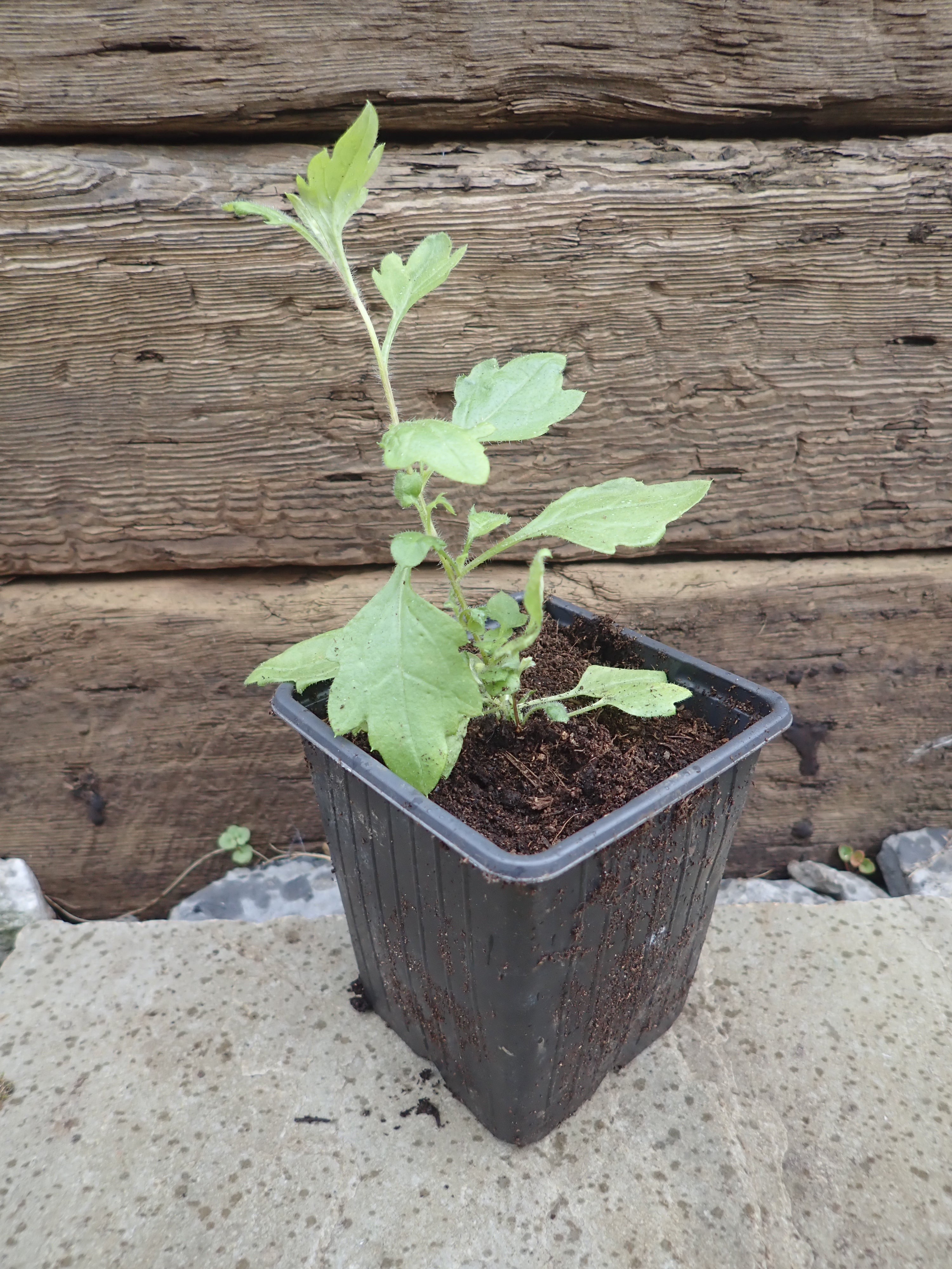 4 x Mexican Fleabane Profusion (Erigeron karvinskianus) young plants