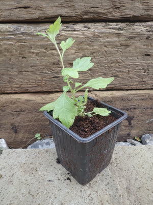 10 x Mexican Fleabane Profusion (Erigeron karvinskianus) young plants