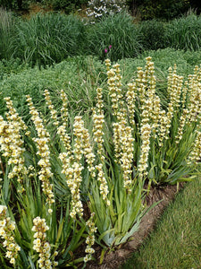 3 x 'Sisyrinchium Striatum' Pale Yellow Eyed Grass bare root plants