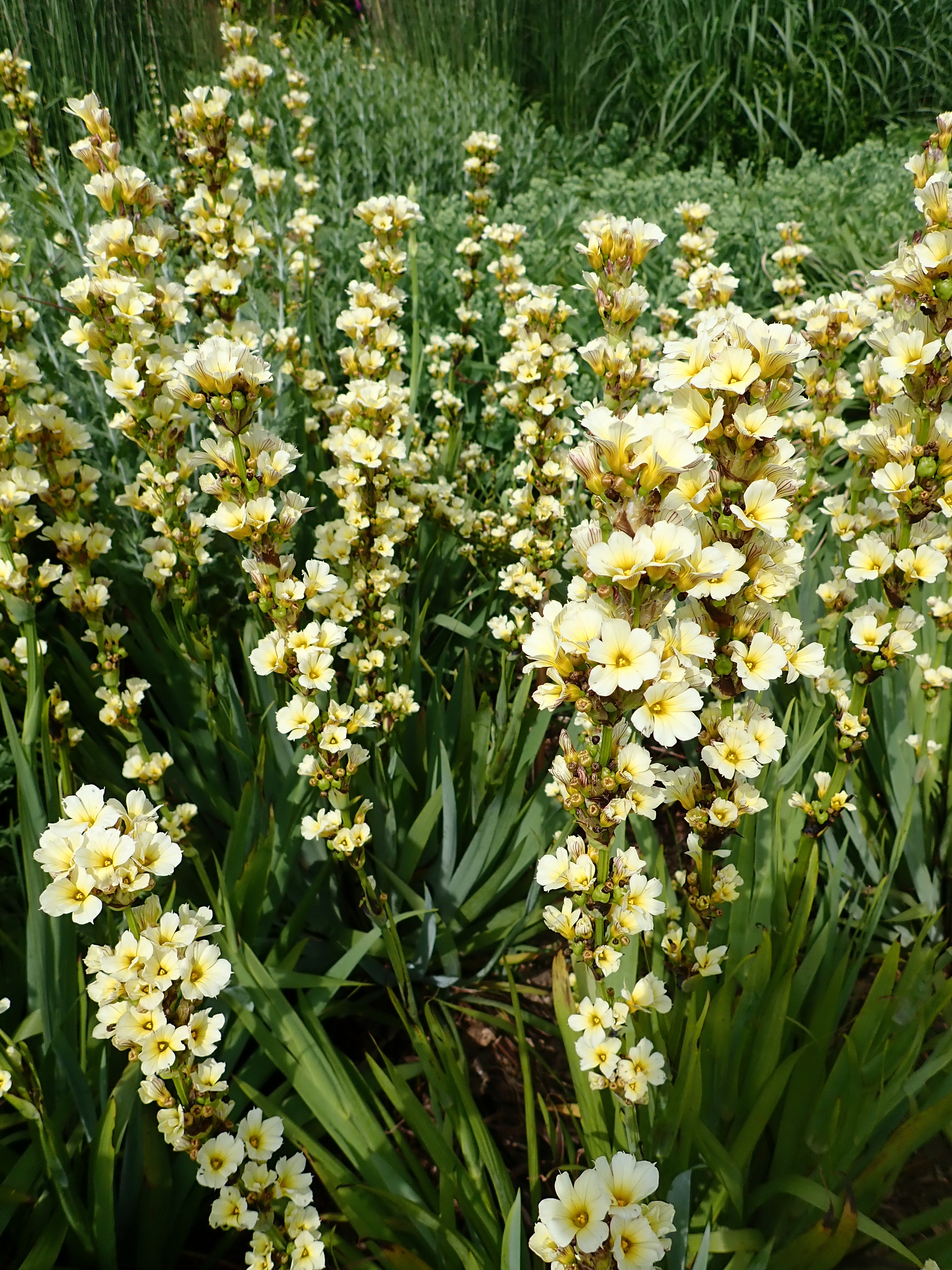 50 x 'Sisyrinchium Striatum' Pale Yellow Eyed Grass hardy perennial seeds