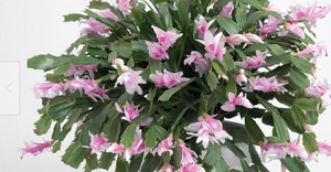 3 x Pale Pink Christmas Cactus (Schlumbergera Truncata) epiphytes cuttings