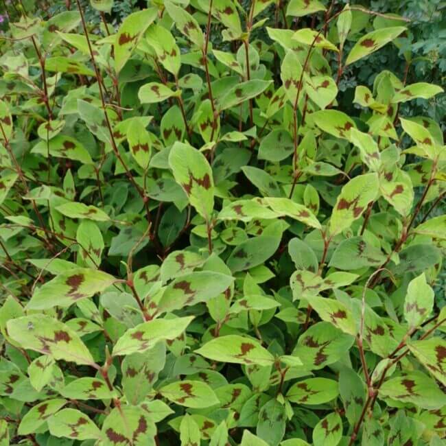2 x Persicaria virginiana var. filiformis 'Jumpseed' established bare root young plants