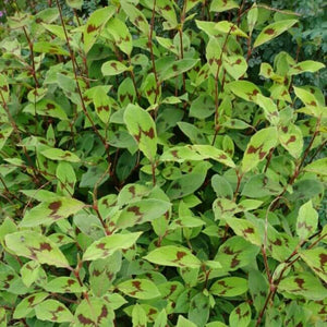 2 x Persicaria virginiana var. filiformis 'Jumpseed' established bare root young plants
