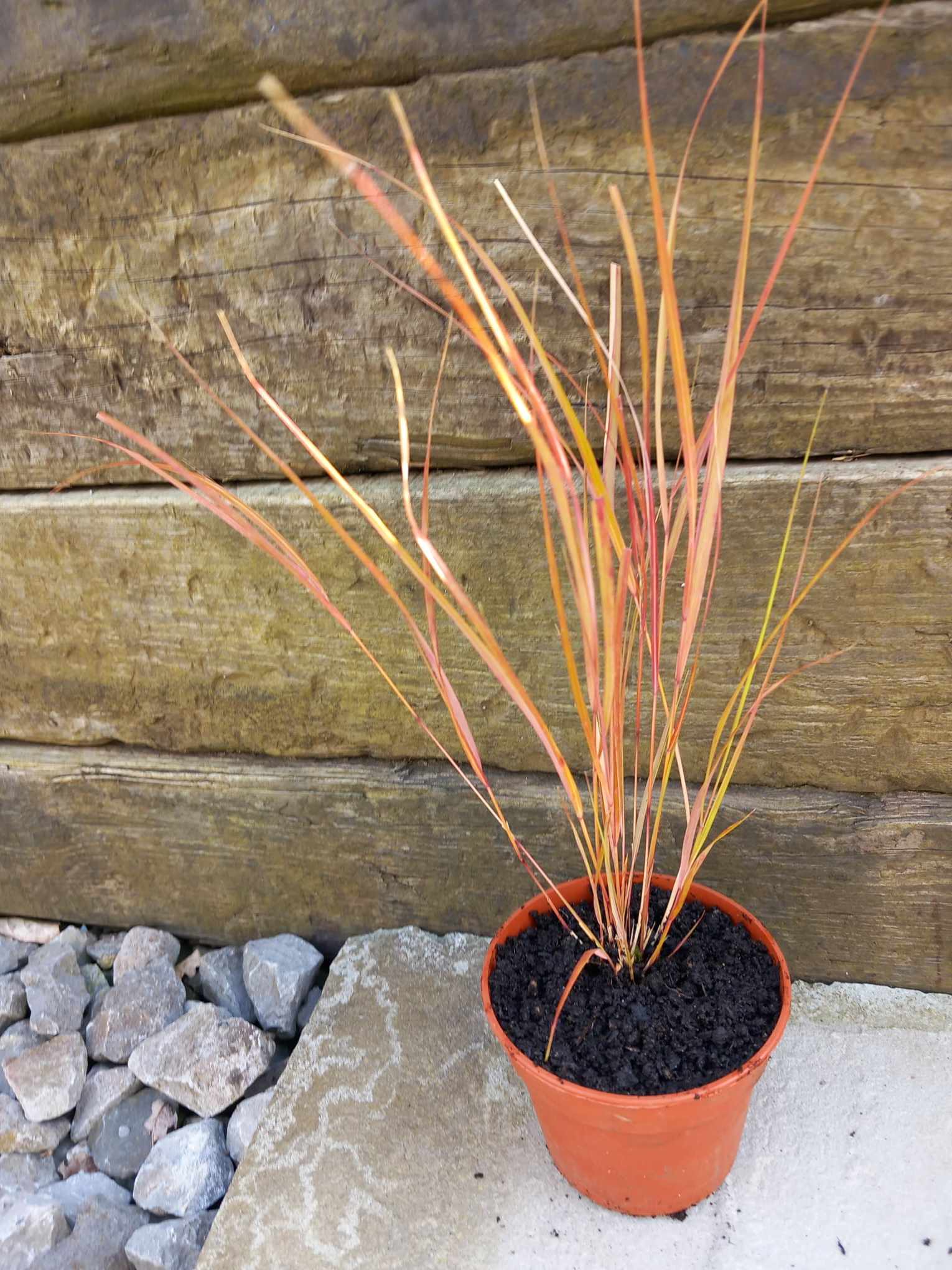 3 x Pheasant's Tail Grass (Anemanthele lessoniana) young perennial plants