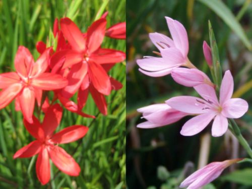 8 x Random selection Kaffir Lily (Hesperantha coccinea) Hardy Perennial plants