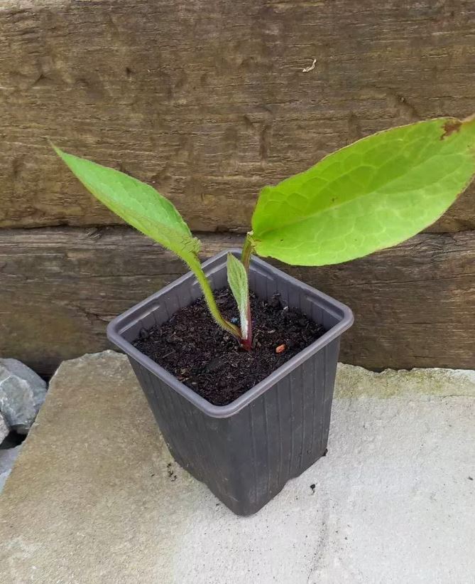 3 x Mixed Pink & Purple Comfrey 'Symphytum officinale' hardy medicinal perennial bare root plants, green manure