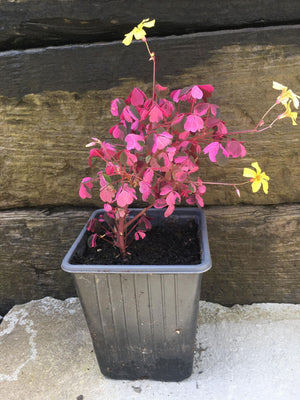 Established flowering potted houseplant Oxalis Vulcanicola 'Plum Crazy'