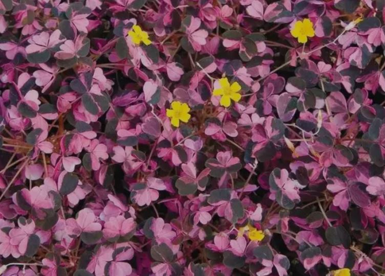 Established flowering potted houseplant Oxalis Vulcanicola 'Plum Crazy'