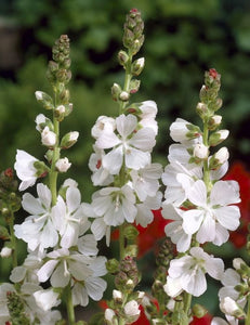 50 x Pretty Prairie Mallow 'Bianca' (Sidalcea Candida) hardy perennial seeds