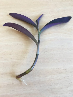 1 x Rooted Tradescantia pallida 'Purpurea' 'Purple Heart' houseplant cutting